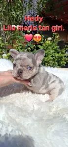 Francia bulldog - Hedy