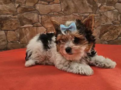 Biewer Terrier - Borisz