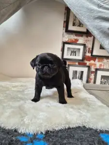 Pug - Quirky Queen