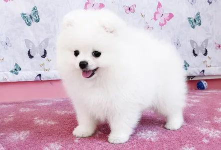 German Pomeranian Spitz - Dior