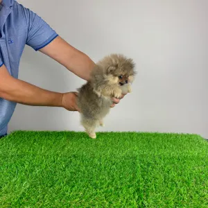 German Pomeranian Spitz - Frida