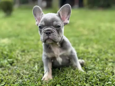 French Bulldog - Alma 