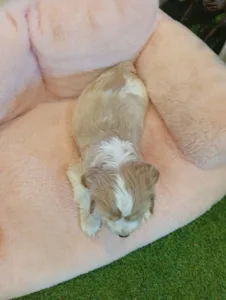 Angol Cocker spániel - Eva