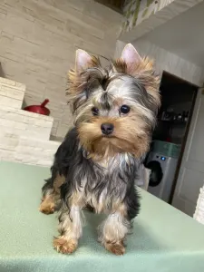 Yorkshire Terrier - Viego