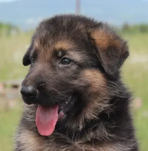 German Shepherd Dog - Vadilson