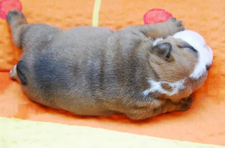 Angol bulldog - Rengőhegyi-ormán Daniel