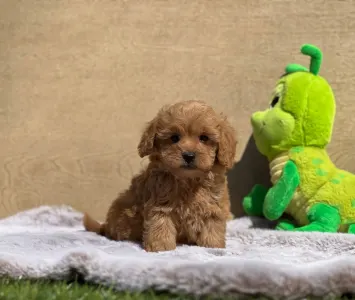 Cavapoo - Nanouk