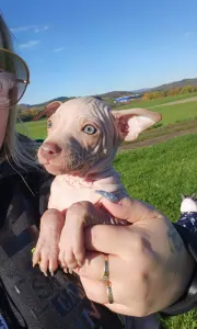 Amerykański nagi terier - Shiny Dog 