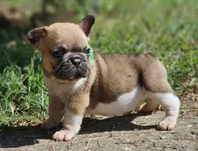 French Bulldog - Hercules