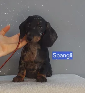 Dackel - Spangli
