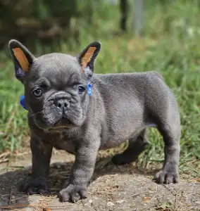 French Bulldog - Hugo
