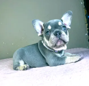 Francia bulldog - Kira