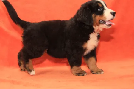 Bernese Mountain Dog - Elly