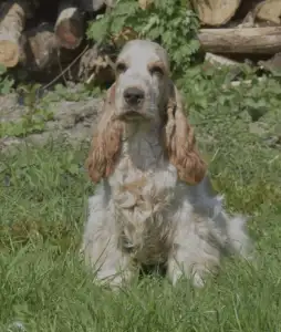 Angol Cocker spániel - Babor
