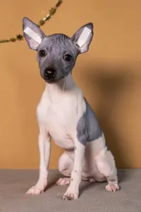 American Hairless Terrier - Astrea Light