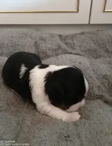 Cavalier king Charles spaniel - Gofri