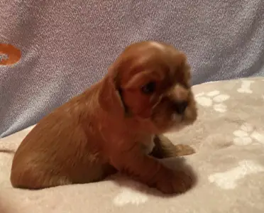 Cavalier King Charles Spaniel - Moony