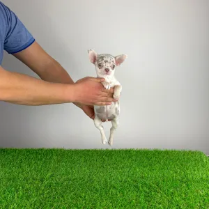 Chihuahua - Prosecco