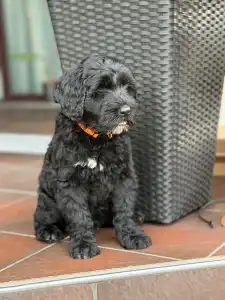 Portugiesischer Wasserhund - Bailey