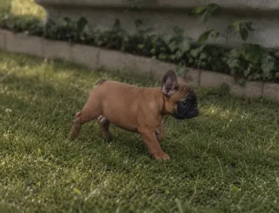 French Bulldog - Rosalie