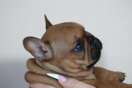 Französische Bulldogge - Ultron