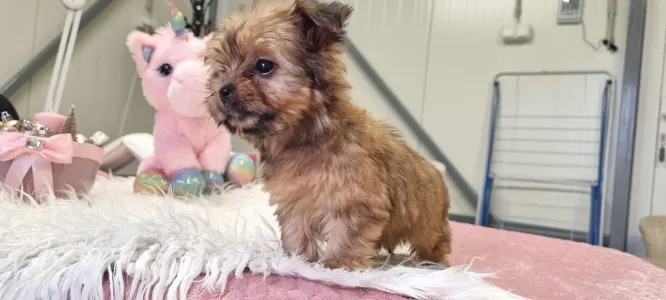 Biewer Terrier - Mira