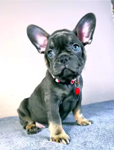 Francia bulldog - Daisy