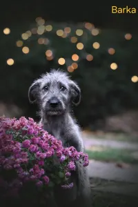 Irischer Wolfshund - Barka