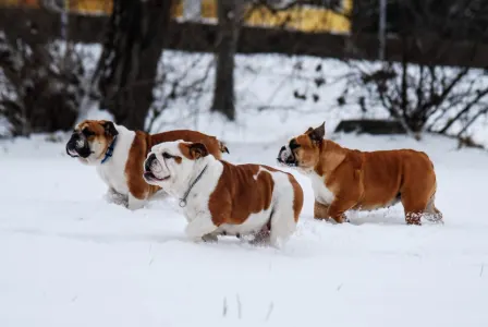 Bulldog inglese - Rengőhegyi-orman Kennel