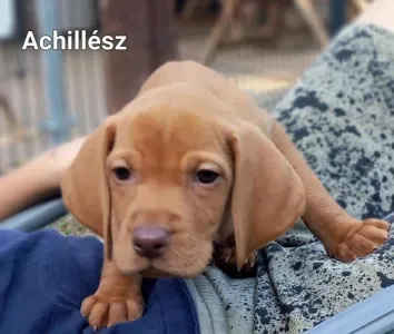 Hungarian Short-haired Vizsla - Becses Vadász Achillész