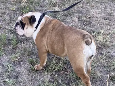 Bulldog - Legendary Winners Lasa