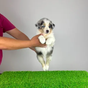 Australian Shepherd - Tabata