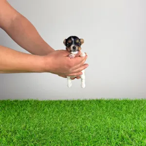 Biewer Terrier - Rinty