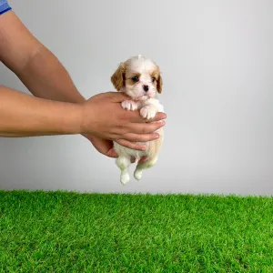 Кавалер кинг-чарльз-спаниель - Enzo