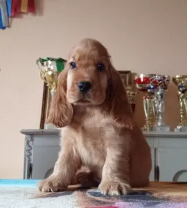 Angol Cocker spániel - Choco 