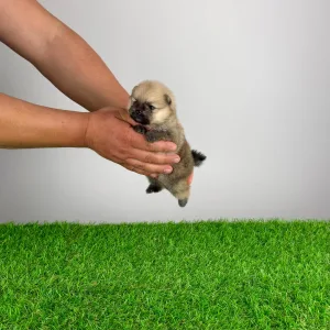 Pomeranski špic - Argo