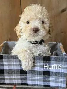 Lagotto Romagnolo - Ürömi Szarvasgombász Hunter