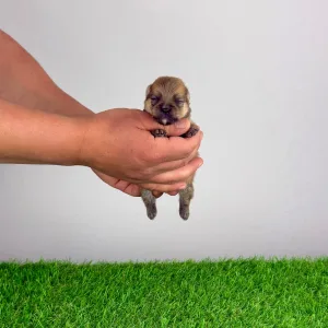 German Pomeranian Spitz - Comet