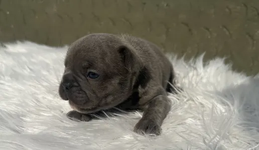 Bulldog francez - Carter