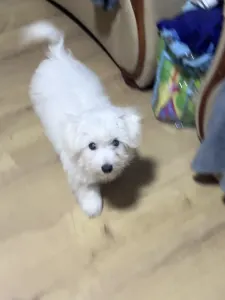 Coton de Tulear - Bubble