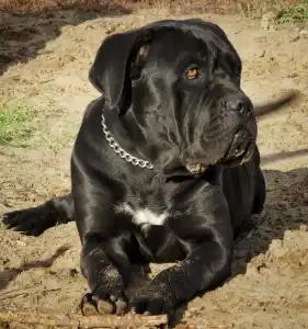 Cane Corso Italiano - Forza Di Diavolo Alfa