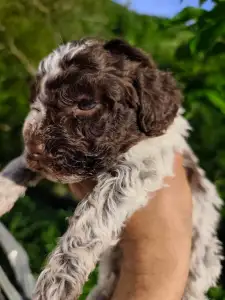 Lagotto Romanjolo - Dior The Royal Town Of Bobovc