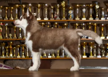 Szibériai husky - Saint Michael Island Wrapped In Red 