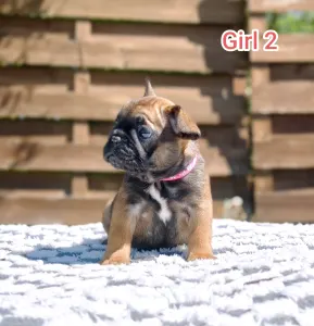 Francia bulldog - Ramses