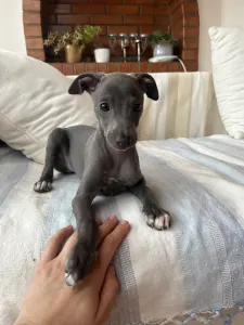 Olasz agár - Libero Lieto Italian Greyhound Kennel
