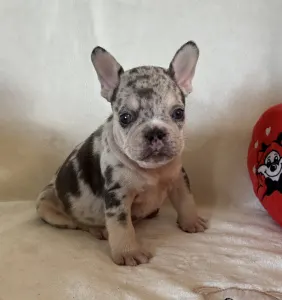 Francouzský buldoček - Mazsola