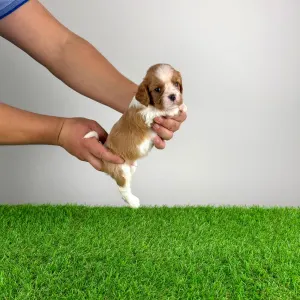 Кавалер кинг-чарльз-спаниель - Dorritos