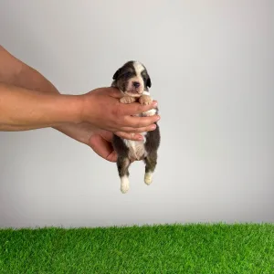 Australian Shepherd - Djambo