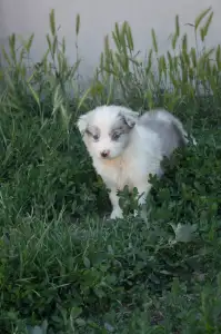 Border Collie - Zöld Nyakörv/ Slate Merle Szuka