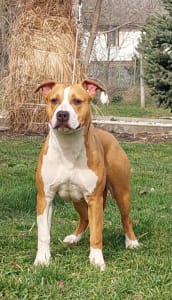 American Staffordshire Terrier - Ginger Disney Dream